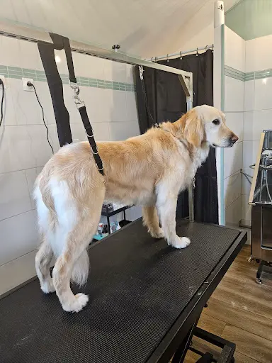 Scooby et Compagnie - Salon de Toilettage