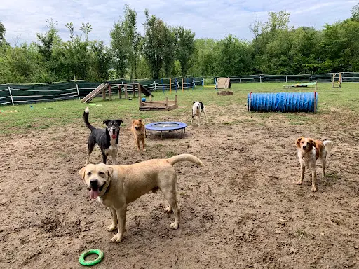 Centre de Loisirs et Éducateur Canin "les Amis de Lulu"