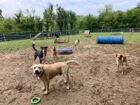 Centre de Loisirs et Éducateur Canin "les Amis de Lulu"