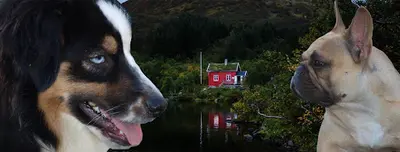 Lovely And Liberty Cottage Élevage Canin
