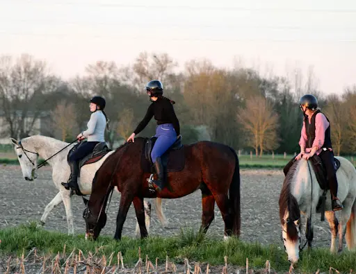 Atypik’cheval – Cours - Ethologie / Clicker Training - Débourrage - ( Ré) Education