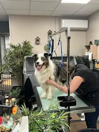Dog S Home And Co