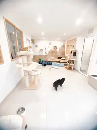 Bulle Ô Chats