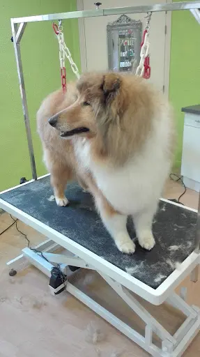 Ambiance Canine