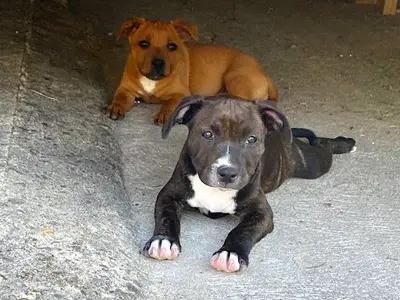 Élevage Djust Staffie