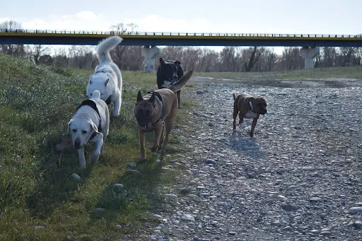 Instinct de Chien - Education Canine Lot - Aveyron