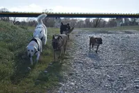 Instinct de Chien - Education Canine Lot - Aveyron