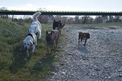 Instinct de Chien - Education Canine Lot - Aveyron