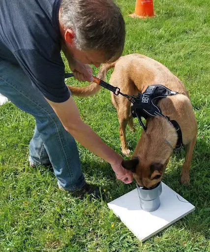 Educateur Canin Indre-et-loire 37, Training Dog
