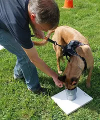 Educateur Canin Indre-et-loire 37, Training Dog