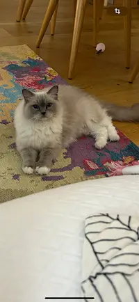 Chatterie de Ragakitty