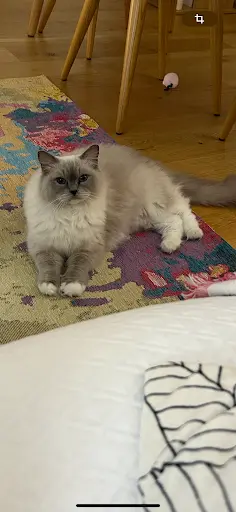 Chatterie de Ragakitty