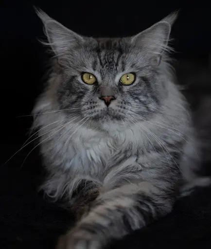 Chatterie du Mainecoon Coeur