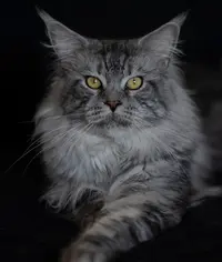 Chatterie du Mainecoon Coeur
