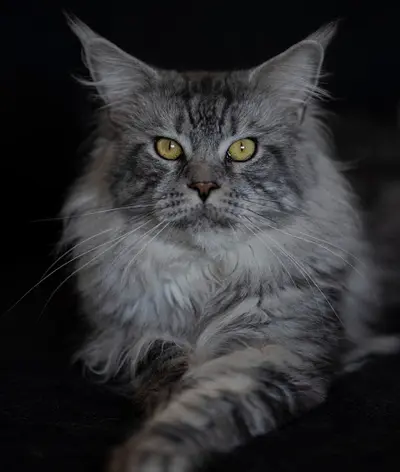 Chatterie du Mainecoon Coeur