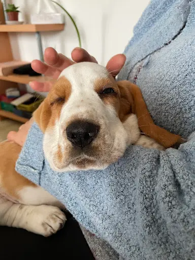 Eleveur Canin la Vallée du Feu d'Opale
