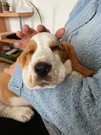 Eleveur Canin la Vallée du Feu d'Opale