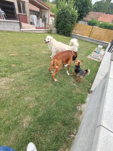 Pension Canine/féline la Maison de Vacances des 4 Pattes