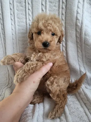 Animalerie Maltipoo