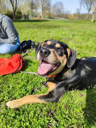 Dogful