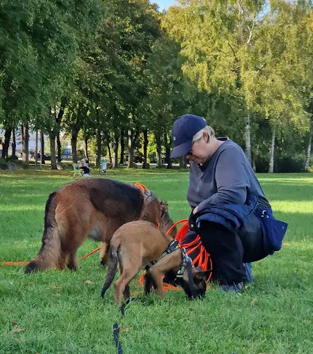 Harmonia Canina