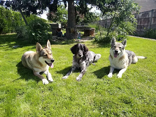 "le Clan des Chiens" Éducateur de Chien