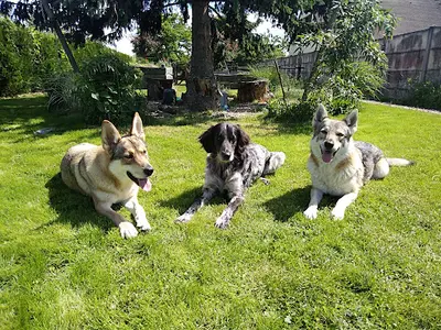 "le Clan des Chiens" Éducateur de Chien