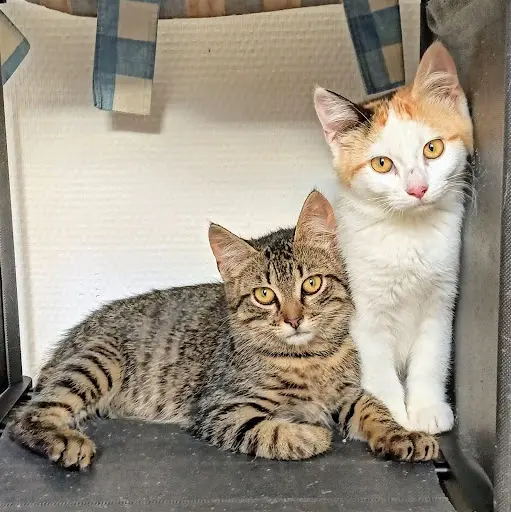 Association Un Chat, Une Vie