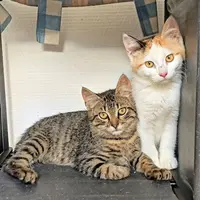 Association Un Chat, Une Vie