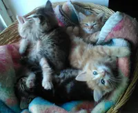 Elevage de la Tendre Montagne