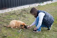 Good Dogs
