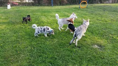 4 Pattes Educ Comportement et Éducation Canine en Méthodes Respectueuses Chiots/chiens
