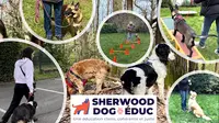 Sherwood Dogeduc