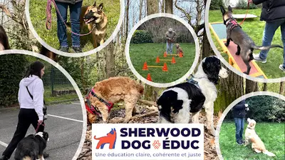 Sherwood Dogeduc