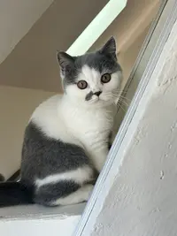 Chatterie de la Cat Suki