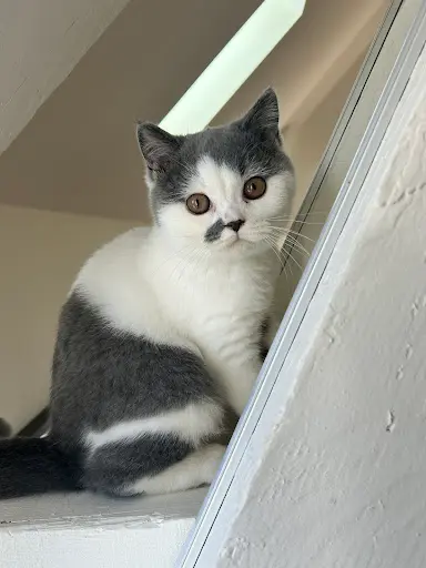 Chatterie de la Cat Suki