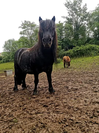 Association Equi Souffle