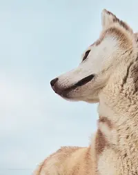 Les Zanimos du Monde