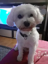 Dolly Dog
