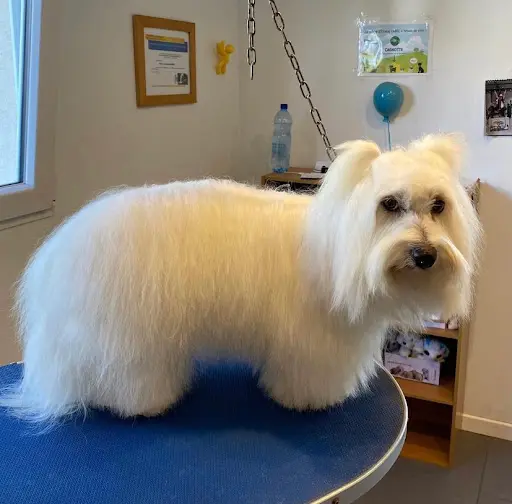A l'Eau les Chiens