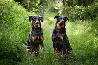 Educarmonie - Chiens