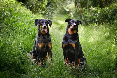 Educarmonie - Chiens