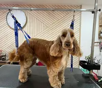 Salon de Toilettage l'Arche de Guimauve et Pension Canine Familiale