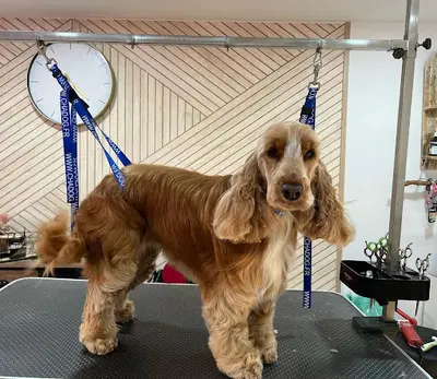 Salon de Toilettage l'Arche de Guimauve et Pension Canine Familiale