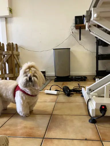 Happy Dog