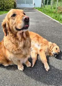 Le Potit Chien : Toilettage À Domicile