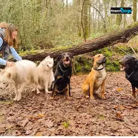 Éducateur Canin Respectdogs Angoulême