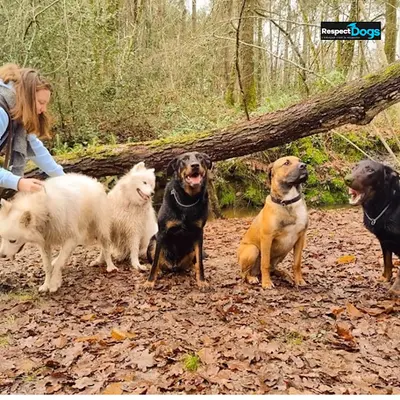 Éducateur Canin Respectdogs Angoulême