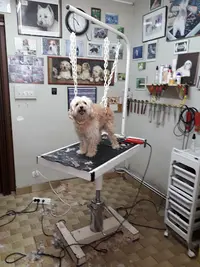 Elégance Canine
