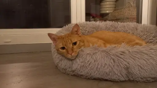 Pension Pour Chat la Félinette